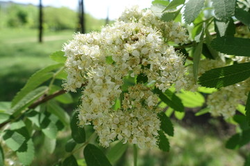 Closeup of white flowers of rowan in spring