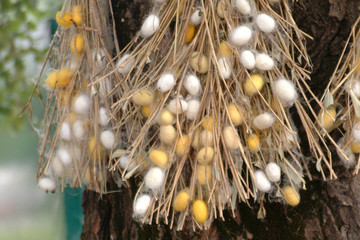 Cocoons of silkworms.