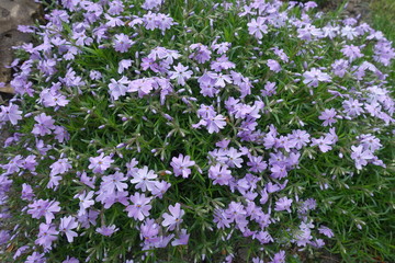 Fototapeta premium Buds and violet flowers of Phlox subulata in mid spring