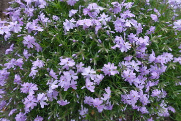 Lavender colored flowers of Phlox subulata in mid spring