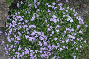 Cushion of flowering Phlox subulata in mid spring