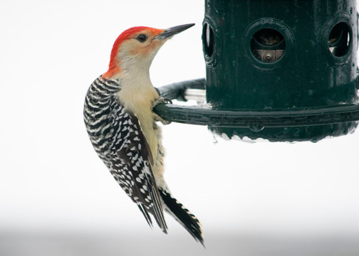 red bellied woodpecker at feeder