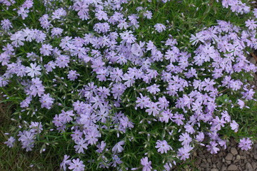 Obraz premium Violet flowers of Phlox subulata from above