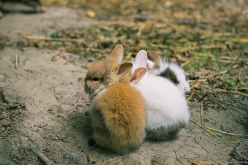 Cute little rabbits 