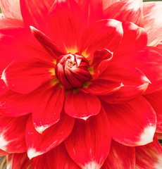 closeup of red flower
