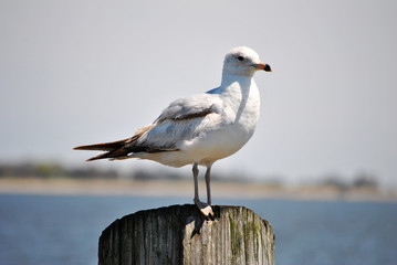 Seagull Standing on a Dock Post