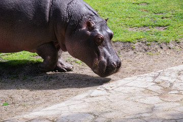 Hippopotamus walking - Berlin - Germany
