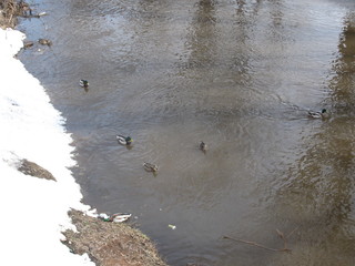 ducks in the water