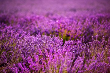 Obraz premium Close up Bushes of lavender purple aromatic flowers