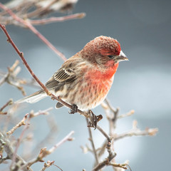 house finch on branch in winter