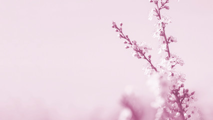 Obraz na płótnie Canvas flowering cherry fruit plant. natural background. tinted