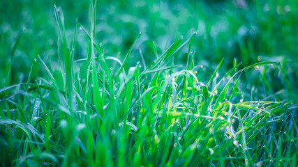 fresh spring grass in dew drops.