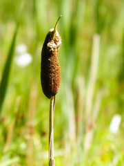 Close up of typha plant.