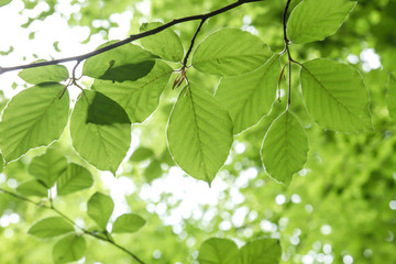 Fototapeta na wymiar Green beech tree foliage in springtime