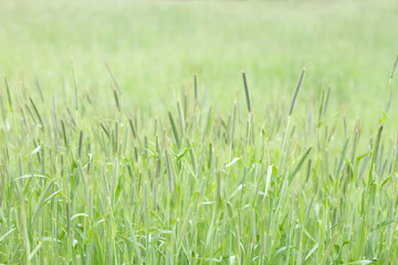 Fototapeta premium Green grass in the springtime countryside