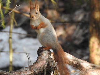 Naklejka na ściany i meble squirrel sitting on a tree root