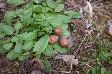 hazelnuts on green leafs
