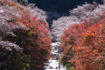 Autumn in pink. Aichi, Japan