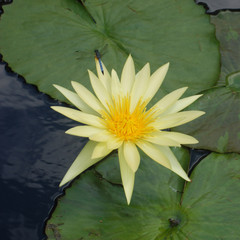 yellow water lily in pond