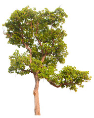 Tree natural
