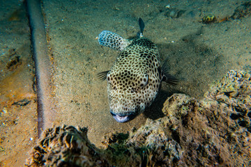Arothron fish in the Red Sea, Eilat Israel