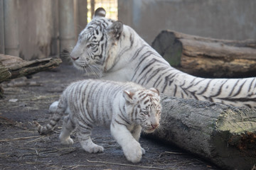 ホワイトタイガー, 親子