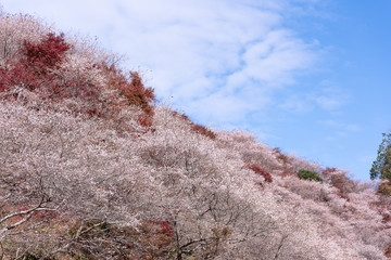 Cherry blossom in winter with autumn leaves. Aichi, Japan 