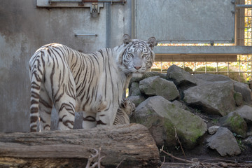 ホワイトタイガー, 親子