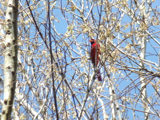 Cardinal