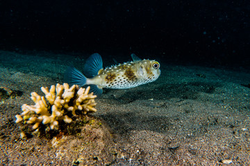 Arothron fish in the Red Sea, Eilat Israel