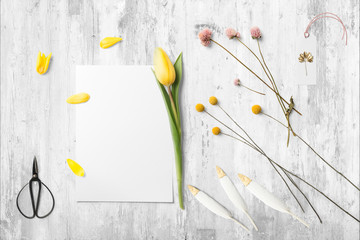 Frühling - schöne Tulpen mit Textfreiraum