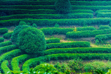 Tea tree plantation in mist