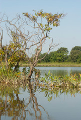 Reflection of tree in marsh