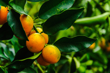 Kumquat fruit on tree 