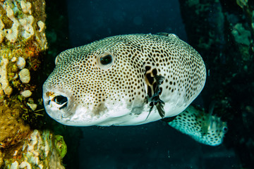 Arothron fish in the Red Sea Colorful and beautiful, Eilat Israel © yeshaya