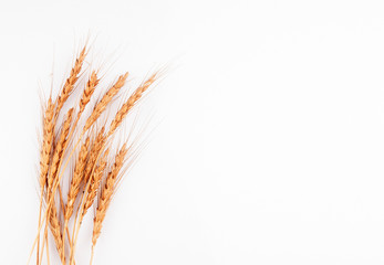 Photos Wheat Ears isolated on a white Background