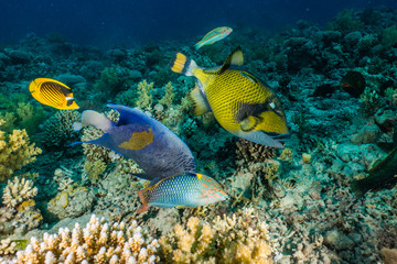 Naklejka na ściany i meble Fish swim in the Red Sea, colorful fish, Eilat Israel