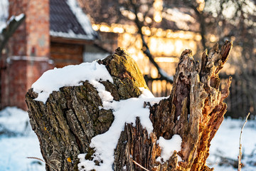 Beautiful rotten old stump in the snow, in winter in frosty but Sunny weather. The bark of a...
