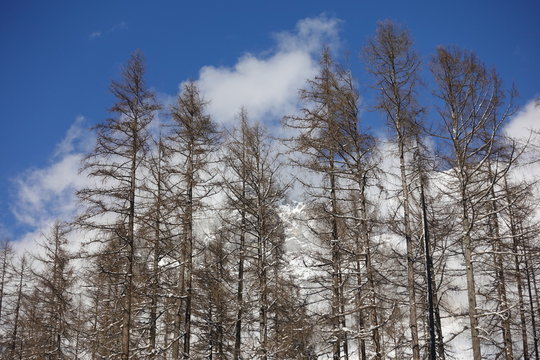 Winterwald in der Ramsau am Dachstein