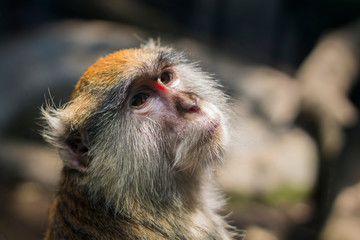Portrait de singe Patas dit singe roux