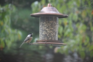 Naklejka premium bird on feeder