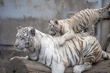 ホワイトタイガー, 親子