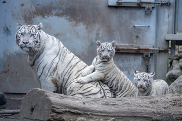 ホワイトタイガー, 親子