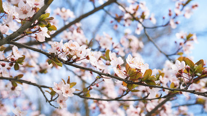 Spring tree flowers in blossom, the bloom in warm sun light on blue sky background. Beautiful apple blossoms flower in blooming with branch on blue sky background. Spring floral background.