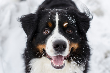 Bernese mountain dog with the snow on his face. Snowy muzzle. Open mouth.
