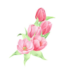 Tulip watercolor, spring flowers