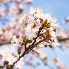 Spring tree flowers in blossom, the bloom in warm sun light on blue sky background. Beautiful apple blossoms flower in blooming with branch on blue sky background. Spring floral background.