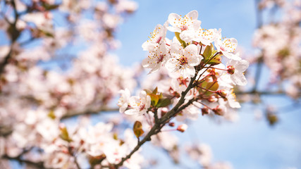 Spring tree flowers in blossom, the bloom in warm sun light on blue sky background. Beautiful apple blossoms flower in blooming with branch on blue sky background. Spring floral background.