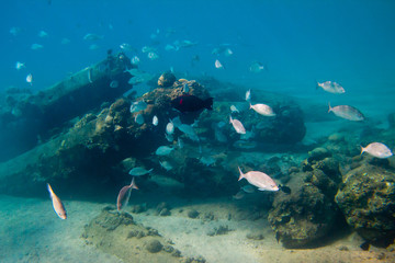 Fototapeta na wymiar Flock of fishes is on the seabed