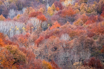 Scenic landscape of autumn forest in mountains